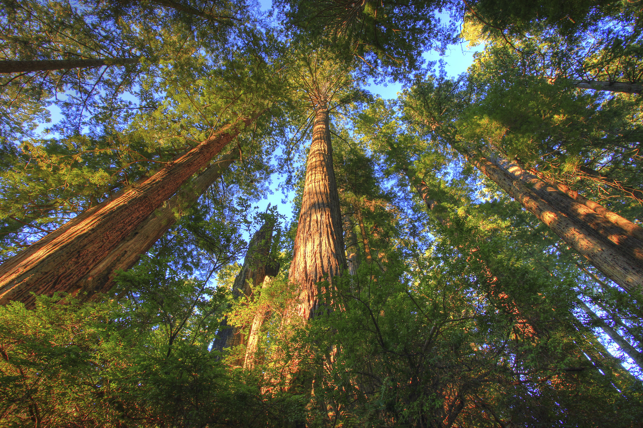 The Headwaters Forest Reserve, an old-growth redwood forest system in California. Photo: BLM photo by Bob Wick. The Headwaters Forest Reserve, an old-growth redwood forest system in California. Photo: BLM photo by Bob Wick.