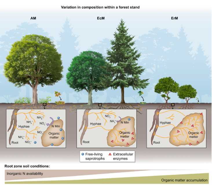  The three main types of mycorrhizal fungi discussed in the paper—arbuscular (AM), ecto- (EcM), and ericoid (ErM) mycorrhizal fungi—are each associated with different plant growth forms and nutrient acquisition strategies, which can influence ecosystem-scale carbon and nitrogen cycling. Figure from Ward et al. (2022). 