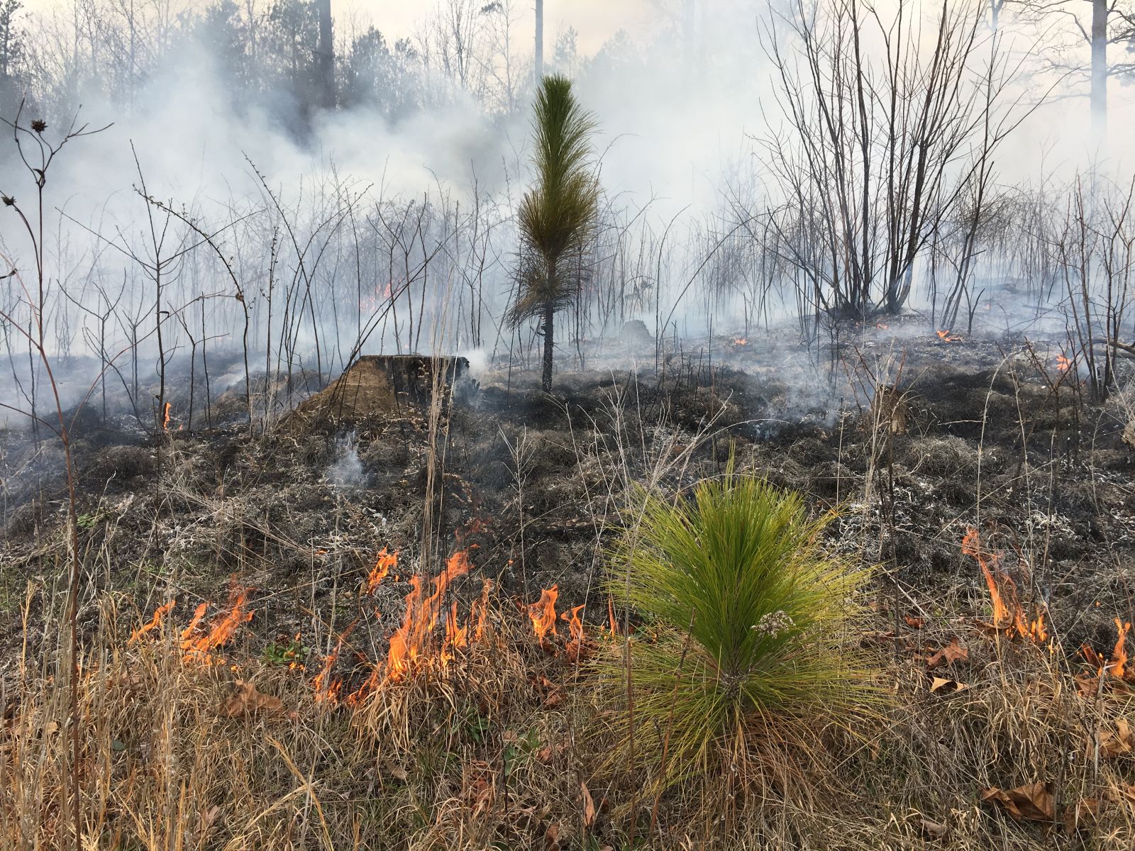 The Conasauga Ranger District performs a controlled burn to restore the fire-dependent longleaf pine in Northwest Georgia in March 2017. Photo courtesy of the U.S. Forest Service.