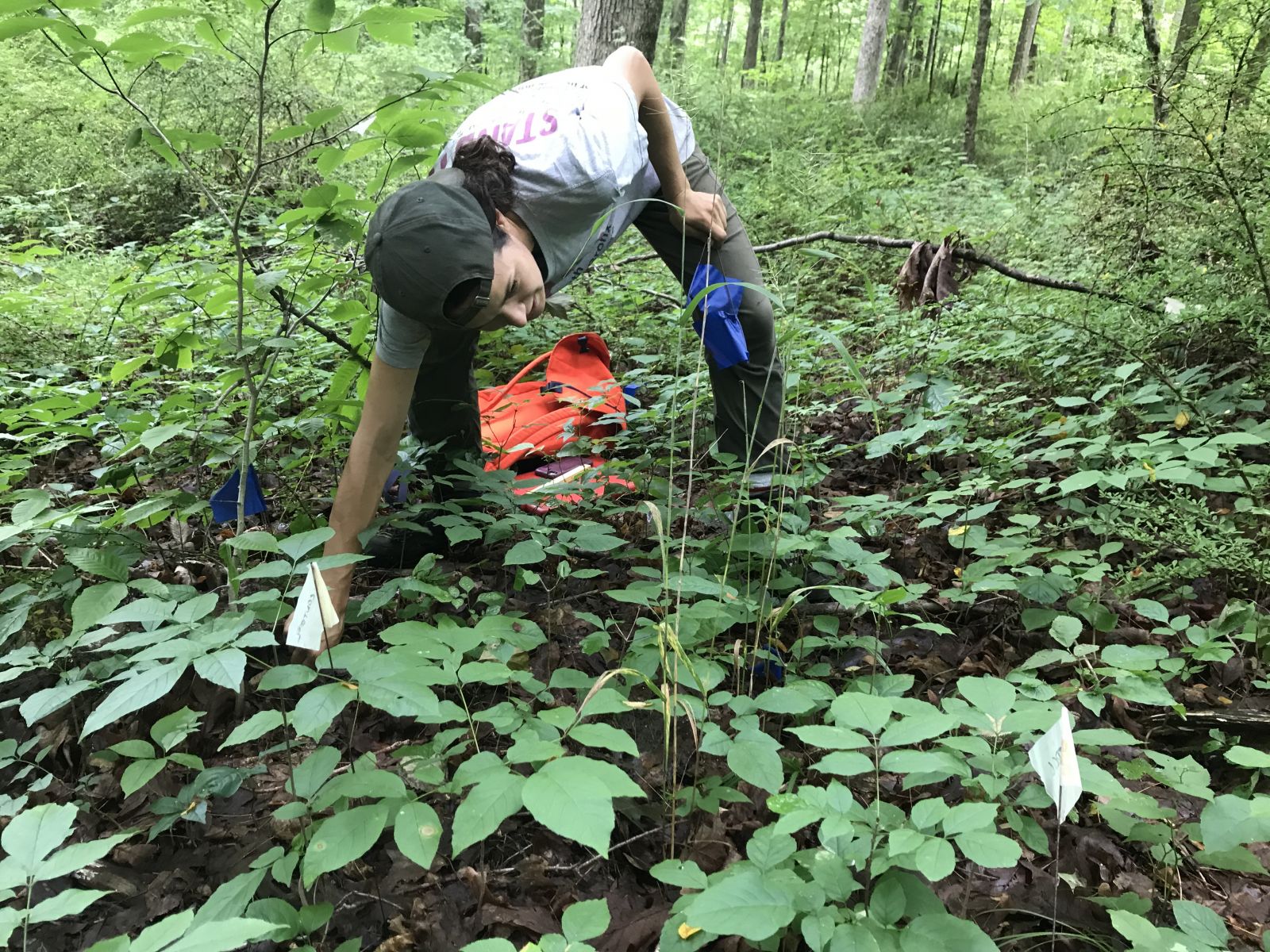Ward surveys understory plants at a Regional Water Authority site.