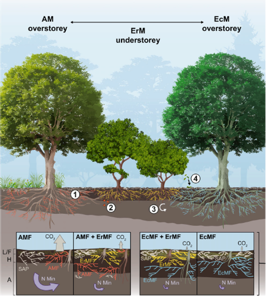  Eli Ward’s research explores how interactions between co-occurring understory ericoid mycorrhizal (ErM) shrubs, such as mountain laurel, can alter predictions of soil carbon and nitrogen dynamics based on arbuscular (AM) versus ectomycorrhizal (EcM) tree associations alone. Figure from Ward et al. (2022). 