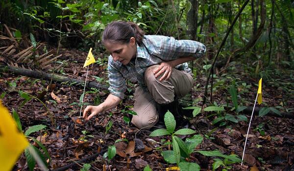 Liza Comita transplants seedlings in a central Panama forest as part of a field experiment examining the effects of drought on tropical tree seedlings.