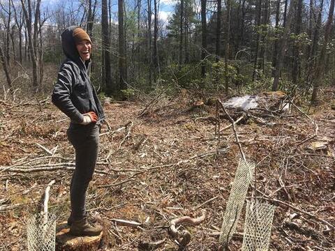 Eli Ward collecting data at her research plots at Yale-Myers Forest, Eastford, CT. Photo: Eli Ward.