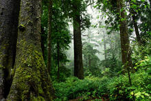 Mature and old-growth forest definitions are central to the executive order on strengthening the nation's forests, communities, and local economies. Photo taken in Oswald West State Park in Oregon on November 14, 2010, by David Patte/U.S. Fish and Wildlife Service. 