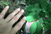 Karam Sheban '20 MF shows a ginseng seedling (left) and a mature plant on a forest farm in New York