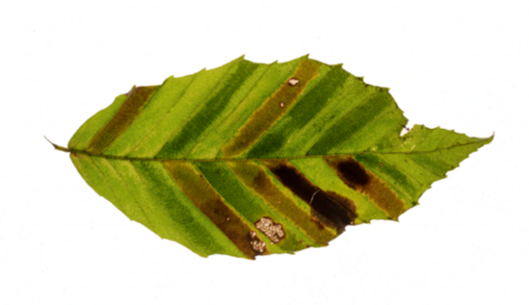 This infected beech leaf shows the dark, parallel banding between veins that is a hallmark sign of beach leaf disease (BLD). Photo courtesy of Craig Brodersen.