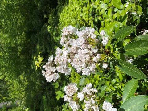 While mountain laurel makes it difficult to walk through a forest, their flowers are celebrated for welcoming in summer in the Northeast. Photo courtesy of Eli Ward.