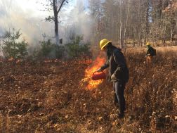 Genevieve Tarino (’22 M.F.) and James Puerini (’21 M.F.) set fire and observe its spread in the shrub meadow at Yale-Myers Forest in November 2020. 