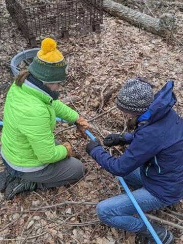 Maple Managers Mary Katherine DeWane ’23 MF and Emma Broderick ’23 MF/MBA set up taps on 109 trees and tied 2,000 wire ties on blue tubing to create a network for syrup production. Photo by Isaac Merson '23 MEM. 