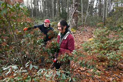 Shay Austin ’23 MF and Yale-Myers Forest neighbor Rich Dezso collect mountain laurel to create wreathes during the annual Christmas tree harvest at YMF. Photo: Cloe Poisson